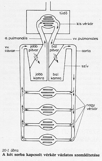 A hemodinamika alaptörvénye: az Ohm törvény Áramlás=nyomásfő/hidraulikus ellenállás Q= P/R ( P=Q R, R= P/Q) PTF nagyvérkör =(P aorta -P