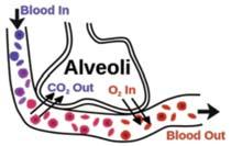 p = parciális nyomás (Pa; atm) kh = Henry-állandó (l atm/mol) c = oldott gáz koncentrációja (mol/l) 4. Young Laplace egyenlet: Leírja két sztatikus folyadék (pl.