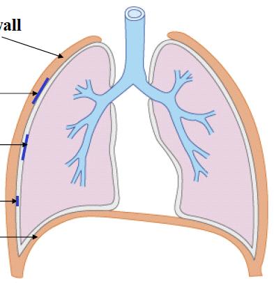 Hangok és spektrumaik A légzőrendszer mint doboz Mellkasfal Pleura parietalis Pleura visceralis Pleura üreg 1.