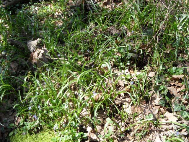 10. ábra: Dunavölgyi csillagvirág nagyszámú tőlevele a völgyoldalban, közte kevés virágzó példány Fás növényzet, patak menti erdő aljnövényzete: Acer campestre Acer tataricum Aegopodium podagraria