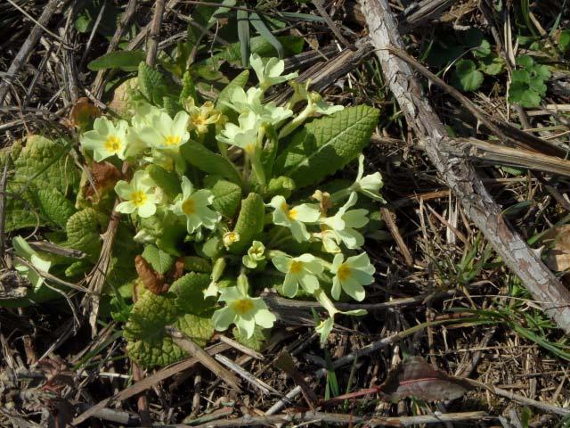 Vincetoxicum hirundinaria Viola arvensis