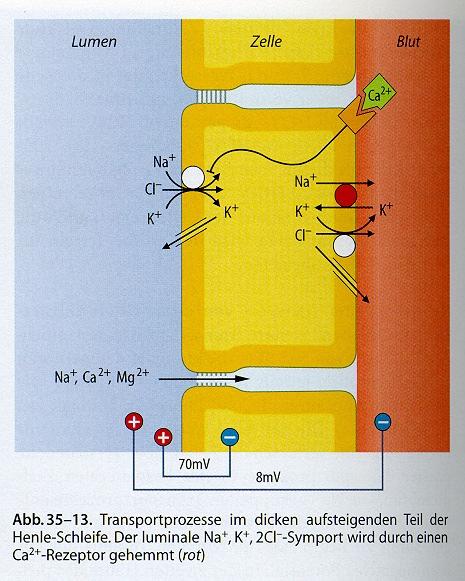 2. Víz-impermeabilis epithelium (distális tubulus) 1. A sejtek laposak és kevés a mikrovillus 2.