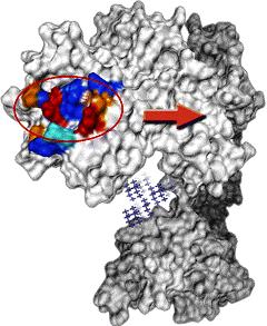 GE11 EGF receptor célzása H-Tyr-His-Trp-Tyr-Gly-Tyr-Thr-Pro-Gln-Asn-Val-Ile-OH kisebb immunogenitás és mitogén hatás receptor mediált endocitózis a szignalizáció indukálása nélkül D4