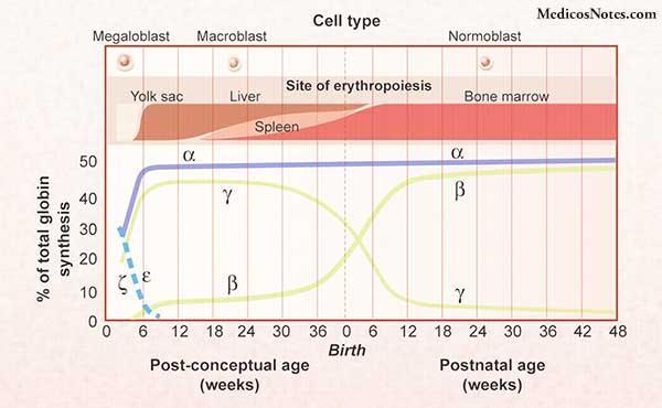 HAEMOGLOBIN SZINTÉZIS