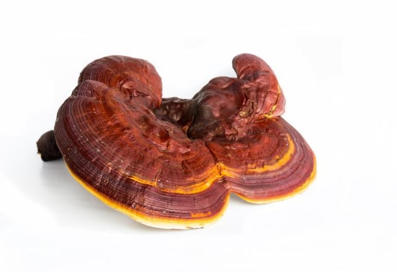 Reishi gomba (Ganoderma lucidum) A keleti gyógyászat sokféle gombát alkalmaz Már az ókorban felfedezett Reishi gomba Ázsia több nyirkos, meleg