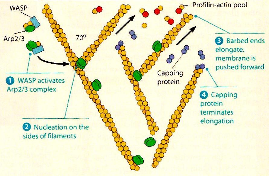 A mikrofilamentumok szerepe a sejtmozgásokban Új filamentumok képződése Nukleáció: - Arp2/Arp3 - Aktivátor: WASP, WAVE Monomerkötő fehérjék: A polimerizáció és depolimerizáció szabályozása -