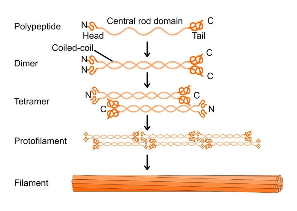 Az intermedier filamentumok Intermedier filamentumok 8-10 nm átmérő Monomerjei: - fibrilláris fehérjék - 3 domén feji