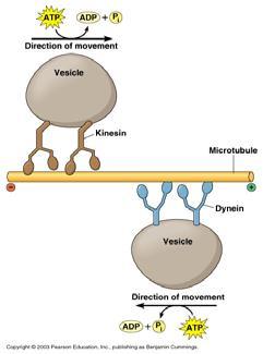 (mitokondriumok, vezikulák, lizoszómák, pigmentszemcsék) szállítása - sejtosztódás mozgásai Dineinek - általában -vég