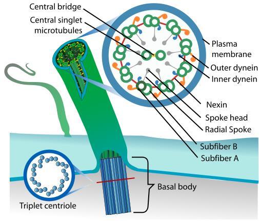 A mikrotubulusok szerepe a sejtmozgásokban - csillók és ostorok - Membránnal