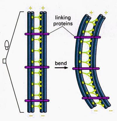 Radiális küllők Dinein karok Bazális test (kinetoszóma) - 9x3 mikrotubulus -