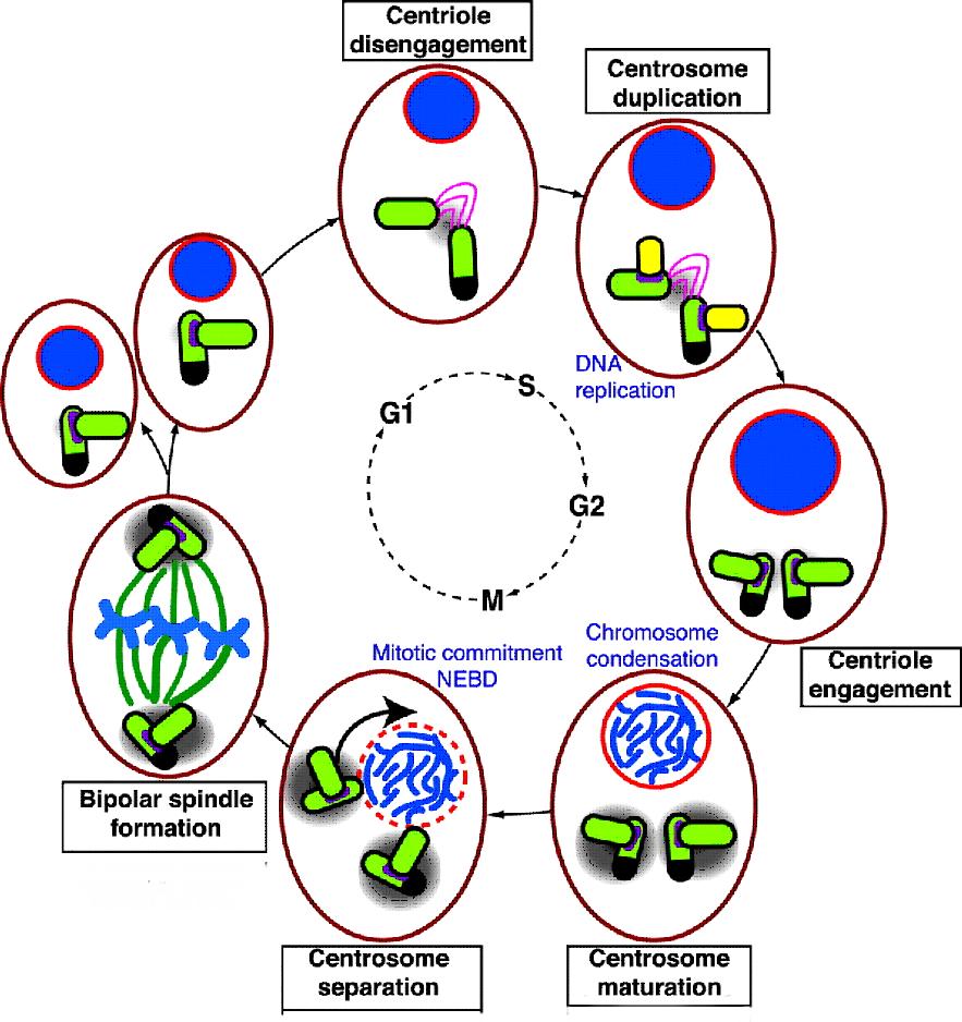 A citocentrumok replikációja a centroszómaciklus Egy sejtközpont, egy pár centriólummal (G 1 ) A két centriólum eltávolodik Mindegyik mellett új centriólum (procentriólum) alakul ki (S) Két érett