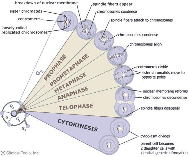 A mitotikus sejtosztódás fázisai 1. Profázis 2.
