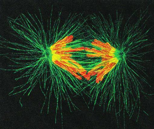 A kohezinkomplexek degradálódnak A kromoszómák testvérkromatidjai szétválnak Anafázis kinetokor