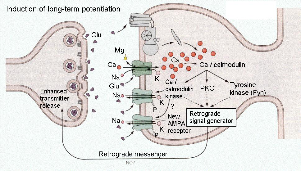 LTP kialakulása NMDA receptor Neurotranszmitterek kémiai csoportosítása Klasszikus, kismolekulájú neurotranszmitterek Acetil-kolin Biogén aminok Katekolaminok: dopamin, adrenalin, noradrenalin