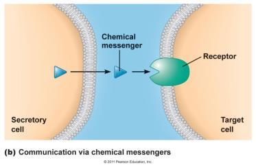 Írja le a kémiai neurotranszmisszió időben egymást követő folyamatait (a praesynapticus membrán depolarizációjától a postsynapticus membránon keletkező gradált válasz (PSP) kialakulásáig).