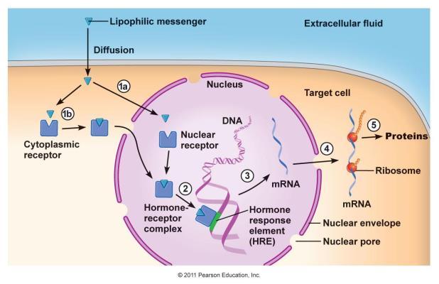 nukleáris receptorok Szteroidok és pajzsmirigy hormonok Ligand-kötő domén: ligandspecificitás;