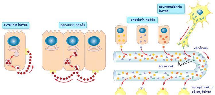 Extracelluláris jelzőmolekulák Rögzített információs molekulák Szomszédos sejtek sejtfelszíni molekulái; strukturált EC matrix makromolekulái Mobilis információs molekulák