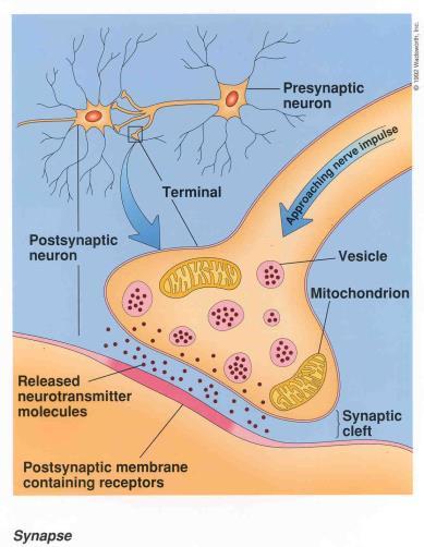 Hormonok Neurotranszmitterek és neurohormonok (pl.