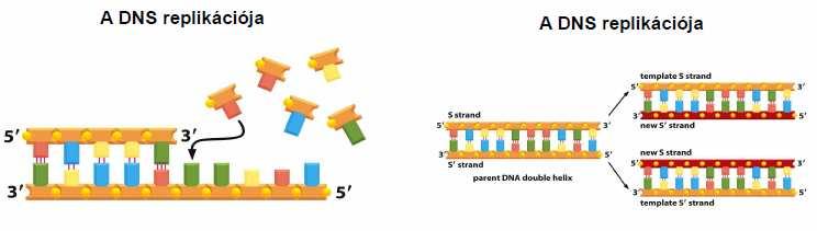 A sárgával jelzett rész a DNS helikáz enzim, ez csavarja szét a DNS-t. 11. kép: A DNS replikációja 3 A DNS átírása fehérjékre Ez a folyamat két lépésben történik.