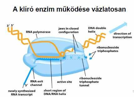 a nyilak iránya mutatja a másolás irányát. A másolás a zölddel jelölt start helyektől elindulva a sárgával jelölt génszakasz végéig halad. A szürke szakaszok a másolás szempontjából érdektelenek.