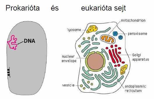 1. kép: A prokarióta és az eukarióta sejt szerkezete: A prokarióta sejt (bal oldali): egyszerű szerkezetű sejt. A belső része gyakorlatilag homogén.