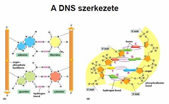 legyenek egymástól mindig. A bázisok közt a kis piros vonalak gyenge másodlagos kémiai kölcsönhatások. Aszerint van két illetve három kis piros vonal, hogy hány hidrogén híd kötés köti őket össze. 5.