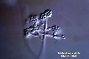 Mikofungicidek: a Trichoderma nemzetség tömlősgombák (Ascomycota, Pyrenomycetes,