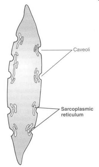 Vastag filamentum miozinlánc 200 myosin molekula 1.