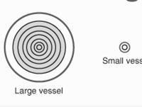 Pulzus hullám: (nyomás pulzus terjedése) Aorta: 5 m/s Kis