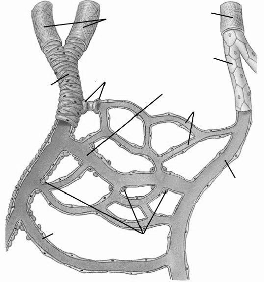 Artériák Véna Venula Arteriola Prekapilláris sphincter Metarteriola