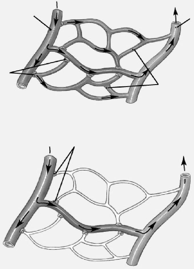 Mikrocirkuláció Arteriola Venula Relaxált prekapilláris sphincter