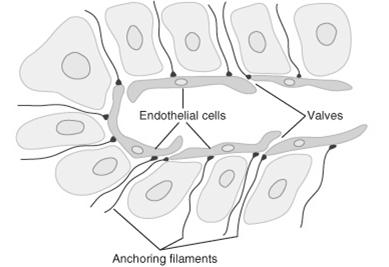 Endothel sejtek Nincs fenesztráció, nincs bazalis membrán, nincs
