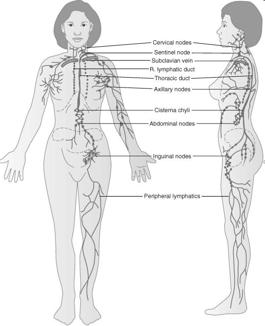 Nyirokrendszer Ductus lymphaticus dexter