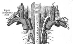 subclavia NYIROKRENDSZER D. Lymphaticus d.