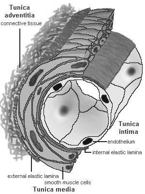 Erek falszerkezete Tunica intima: endothel + bazalis membrán Tunica media: Simaizom + kötőszövet (elasztikus