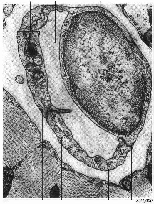 kapillárisfal kapilláris lumene endothelsejt