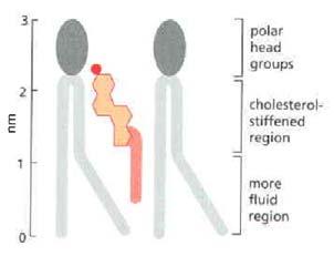 fehérje ADP+P i sejtmag DNS célfehérje I I I MDR fehérje I ATPase, mol