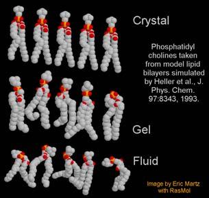 sensitive ATPase mol Pi/sec/mol ABCG2 20 15 10 5 0 E.coli E.