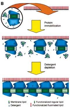 (a)bacteriorhodopsin (b) light-harvesting complex