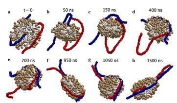 PLoS Comput Biol 2:e85 Sansom, Oxford