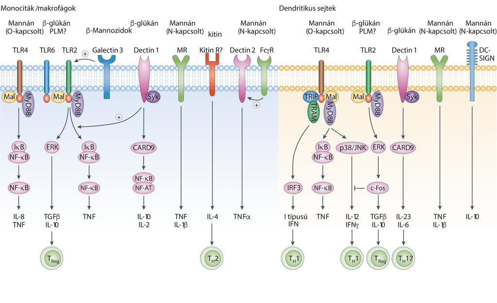 3. ábra. A főbb mintázatfelismerő receptorok (PRR), amelyek részt vesznek a C. albicans fertőzés során a patogén-asszociált molekuláris mintázatok (PAMP) felismerésében (Gauglitz és mtsi.