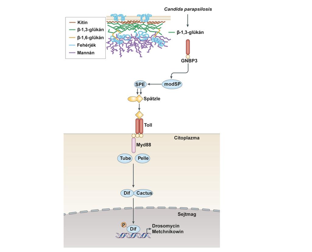 az antimikrobiális peptidek indukciójában megerősítik, hogy a Drosophila β-glükán receptor szerepet játszik a C. parapsilosis elleni hatékonyabb immunválasz kialakításában.