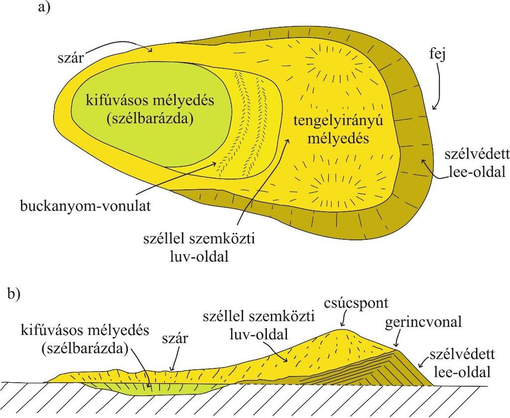 A parabolabuckák a félig kötött homokterületek leggyakoribb formái (Lancaster 2009, Pye és Tsoar 2009).