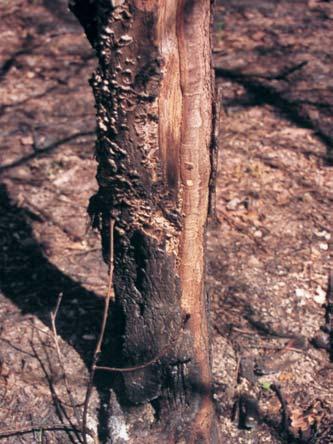 A cikkek nem tesznek említést az élô fás növények kambiumsérülésérôl, ami pedig döntôen meghatározza a sérült egyed föld feletti részének sorsát.