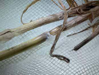 nyilak) (2015.06.18. és 06.30.) 6. kép A fertőzött őszi búza száralapon képződött micéliumokról izolált Fusarium sp. mikro- és makrokonídiumok (2015.07.01.) szintén jellemző volt a micéliumképződés (7.