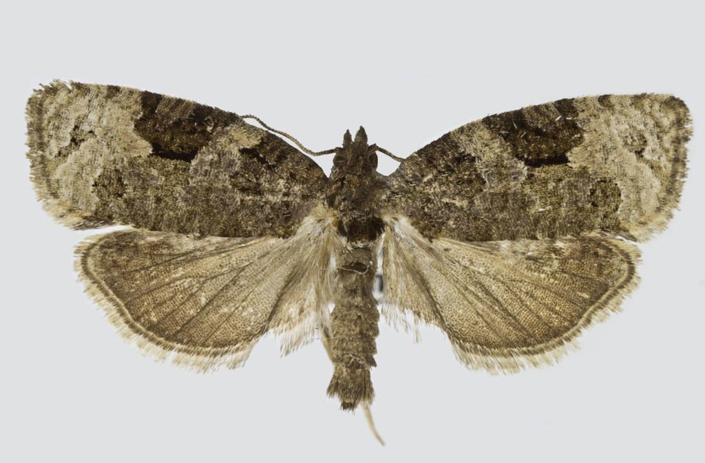 Buschmann & Pastorális: Hat új molylepke Magyarországon 12 6 7 6. ábra Fig. 6. Apotomis infida (Heinrich, 1926), imágó/adult, (fotó/photo: Ig. Richter). Hungary, Farmos, Rekettyés-ér, 2006.VII.05.