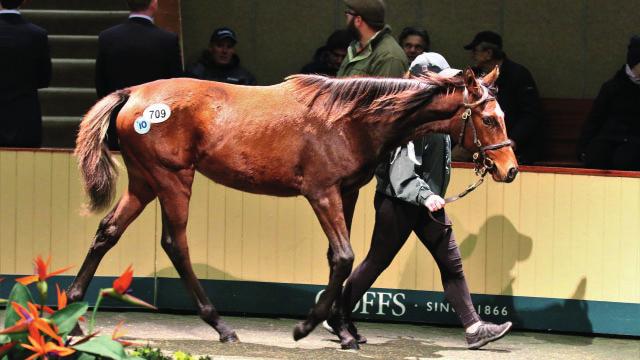 03 milliárd forint) fizettek egy pej yearling kancáért (NN 2017 pk, Galileo Green Room, In The Wings), és ez nagy reményre jogosította az ír keresked t.