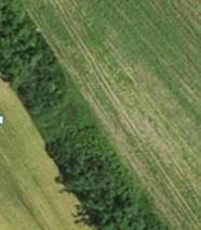 forest neighbourhood control is done by RS Can new plantations or a clear- cutting with coppice be accepted?