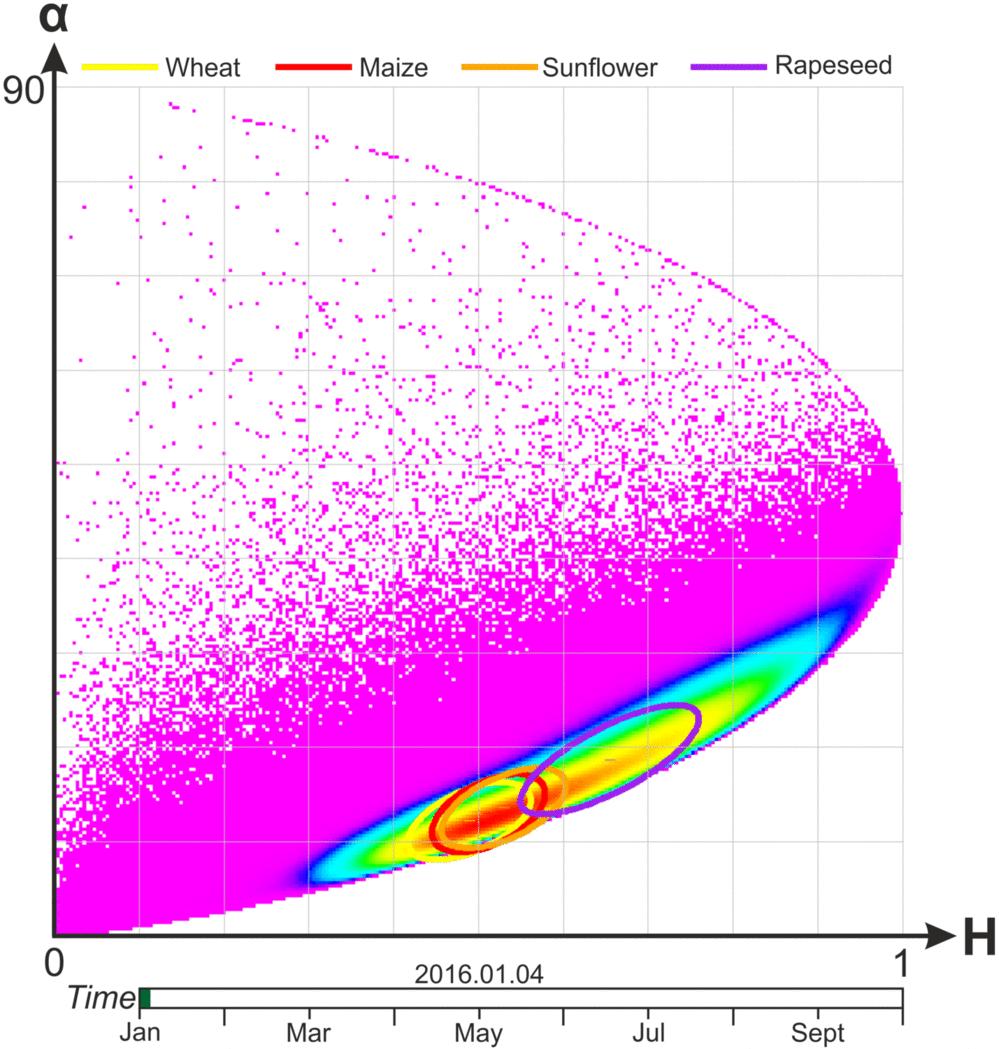 The rapeseed has a charasteristic separation in different