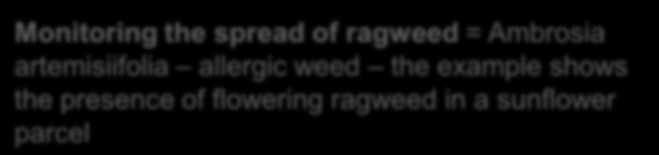 ragweed = Ambrosia artemisiifolia